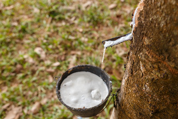 Rubber tree, cup of latex in the rubber plantation.