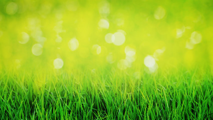 Fototapeta na wymiar Blurred spring and summer background with bokeh combined with green grass_