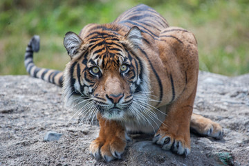 Fototapeta na wymiar Sumatran Tigress