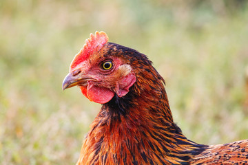 Brown chicken closeup on blurred background. Breeding poultry_