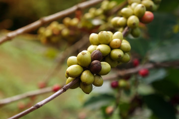 fresh coffee, Green berry branch. Coffee beans ripening on tree in North of thailand. 