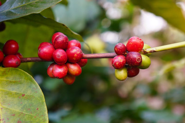Coffee beans ripening on tree in North of thailand. fresh coffee, red berry branch.