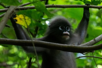 Fototapeta premium Südlicher Brillenlangur in Thailand