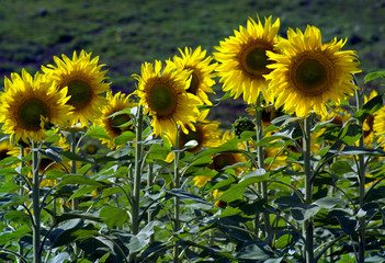 Fototapeta premium Sunflowers in a field