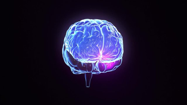 Spinning human brain with regions lighting up and electrical impulses flashing. Synapsis. Loopable. Biology. Blue. More color options in my portfolio.    