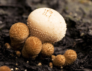 Lycoperdon perlatum gem-studded puffball mushroom denominated in Spanish wolf fart by the spore cloud that releases when you step on it in a mature state