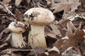 Tricholoma acerbum or pinkish-pink roseacerbum mushroom growing among oak leaves