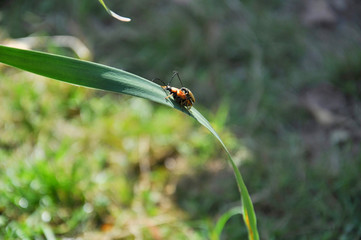 dragonfly on grass