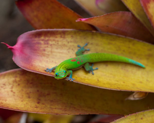 Gold Dust Day Gecko