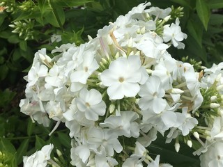 White garden phlox