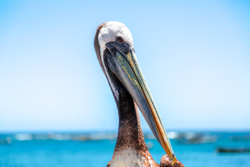 Colorido pelicanus en borde costero