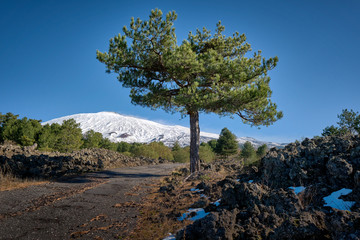 Single pine tree in lava field