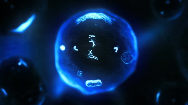 Stages of mitosis. Loopable. Biology background. Blue and black. Human and animal cells reproduce by duplicating their contents and dividing into two new cells called daughter cells.