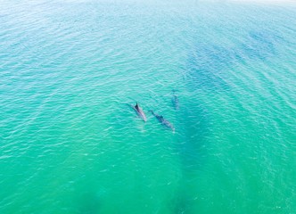 Fototapeta premium Top view of dolphins in the Black sea. Anapa