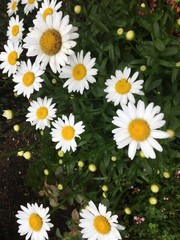 White and yellow daisy closeup