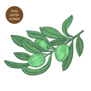 Olive tree. Vintage botany vector hand drawn illustration isolated on white background. Sketch style.