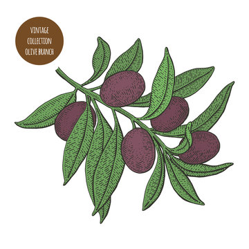 Olive tree. Vintage botany vector hand drawn illustration isolated on white background. Sketch style.