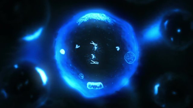 Stages of mitosis. Biology background. Blue and black. Human and animal cells reproduce by duplicating their contents and dividing into two new cells called daughter cells. 