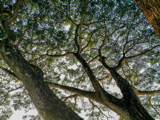 Beautiful tree trunks and tree branches in the park
