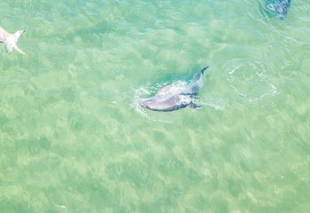 Top view of dolphins in the Black sea. Anapa