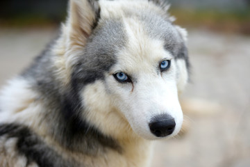 Naklejka na ściany i meble dog with blue eyes turned around and looks over his shoulder