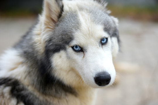 dog with blue eyes turned around and looks over his shoulder