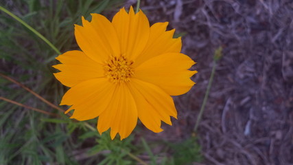 yellow flowers in garden