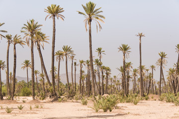 Fototapeta premium Desert Camel Ship, Marrakech, Morocco, North Africa