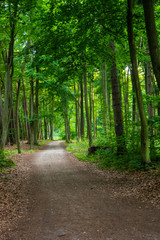 forest