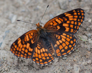 Butterflies of the Montana and the Northern Hemisphere