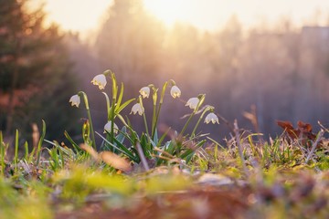 Spring flowers in the shining sunlight , Leucojum vernum, called spring snowflake - obrazy, fototapety, plakaty
