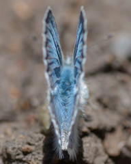Butterflies of the Montana and the Northern Hemisphere