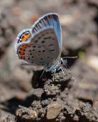 Butterflies of the Montana and the Northern Hemisphere