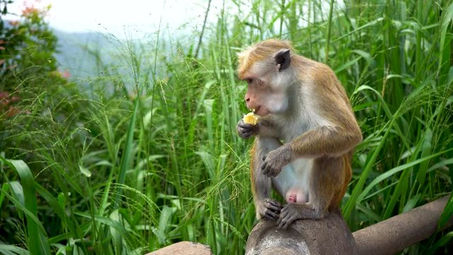 Wild monkeys in natural conditions eat bananas