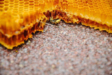 The bee is sitting on a frame with honeys. Sota, working bees with honeycomb honey cells. Texture, background of bee wax and honey in hive. Close up. view of the beekeeping and getting honey.