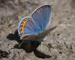 Butterflies of the Montana and the Northern Hemisphere