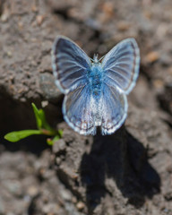 Butterflies of the Montana and the Northern Hemisphere