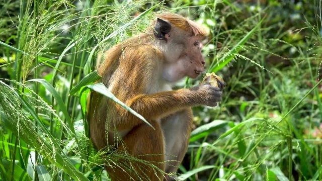 Wild Monkey eats bananas. natural habitat.