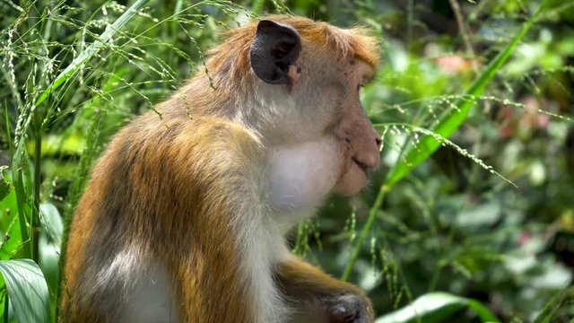 Wild Monkey Eating Fruits in Tropical Forest Park