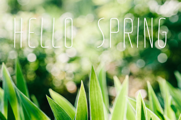 Green iris Wild leaves flower field in bloom..Amaryllis minuta, meadow, flower garden..Bright iris flowers on a background of spring landscape. with text hello spring. Abstract background. side view