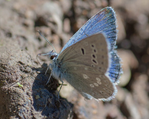 Butterflies of the Montana and the Northern Hemisphere