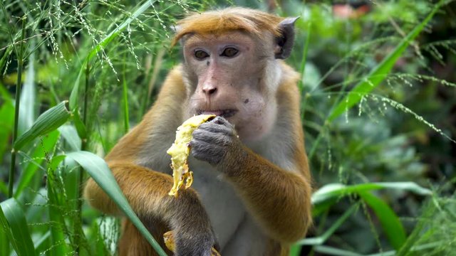 Red-haired monkey eats a banana