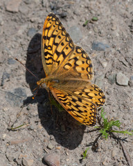 Butterflies of the Montana and the Northern Hemisphere