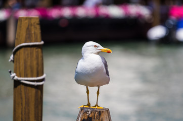 Möwe auf Pfahl