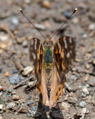 Butterflies of the Montana and the Northern Hemisphere