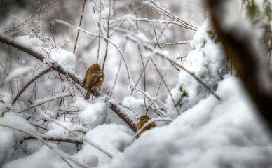 Zwei Spatzen im Schnee