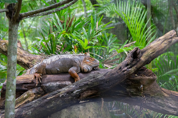 Iguana reptil
