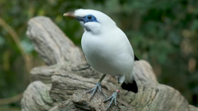 close up shot Bali myna eye bird