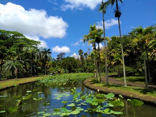 Beautiful pond with water lilies and palm trees around it