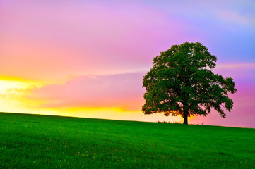 Obraz premium Peaceful landscape tree sunset sky